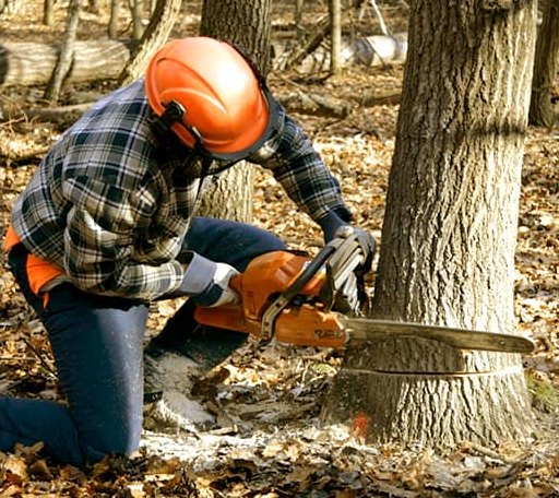 Tree Removal in Durham, ME